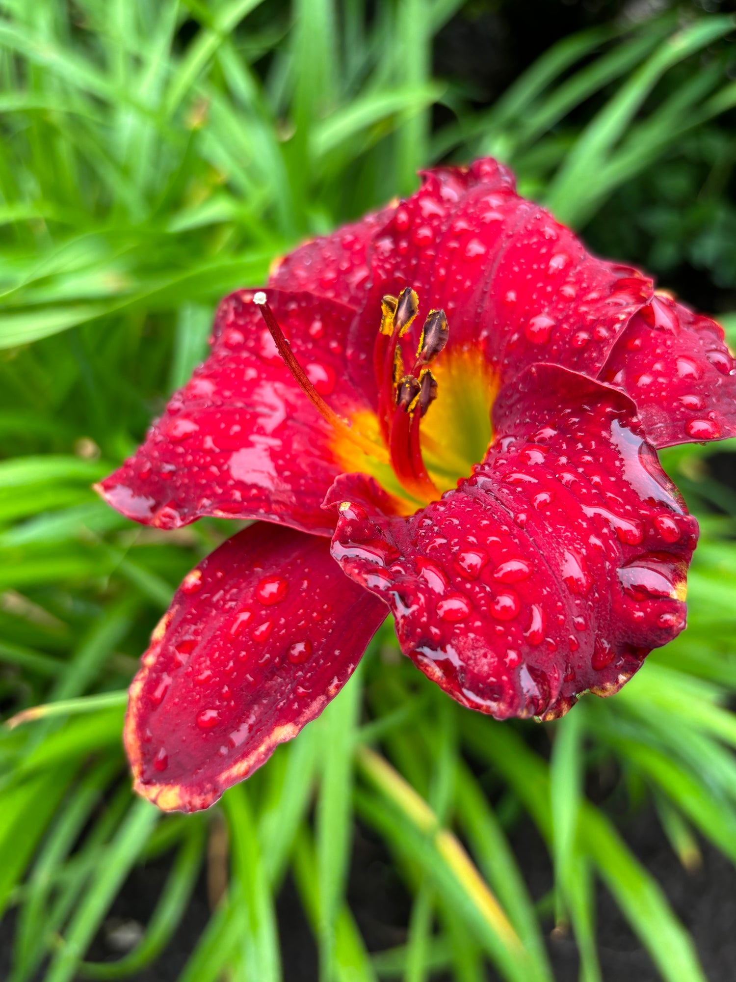 Plantation de vivaces et arbustes colorés à Gatineau — Horticulture Outaouais