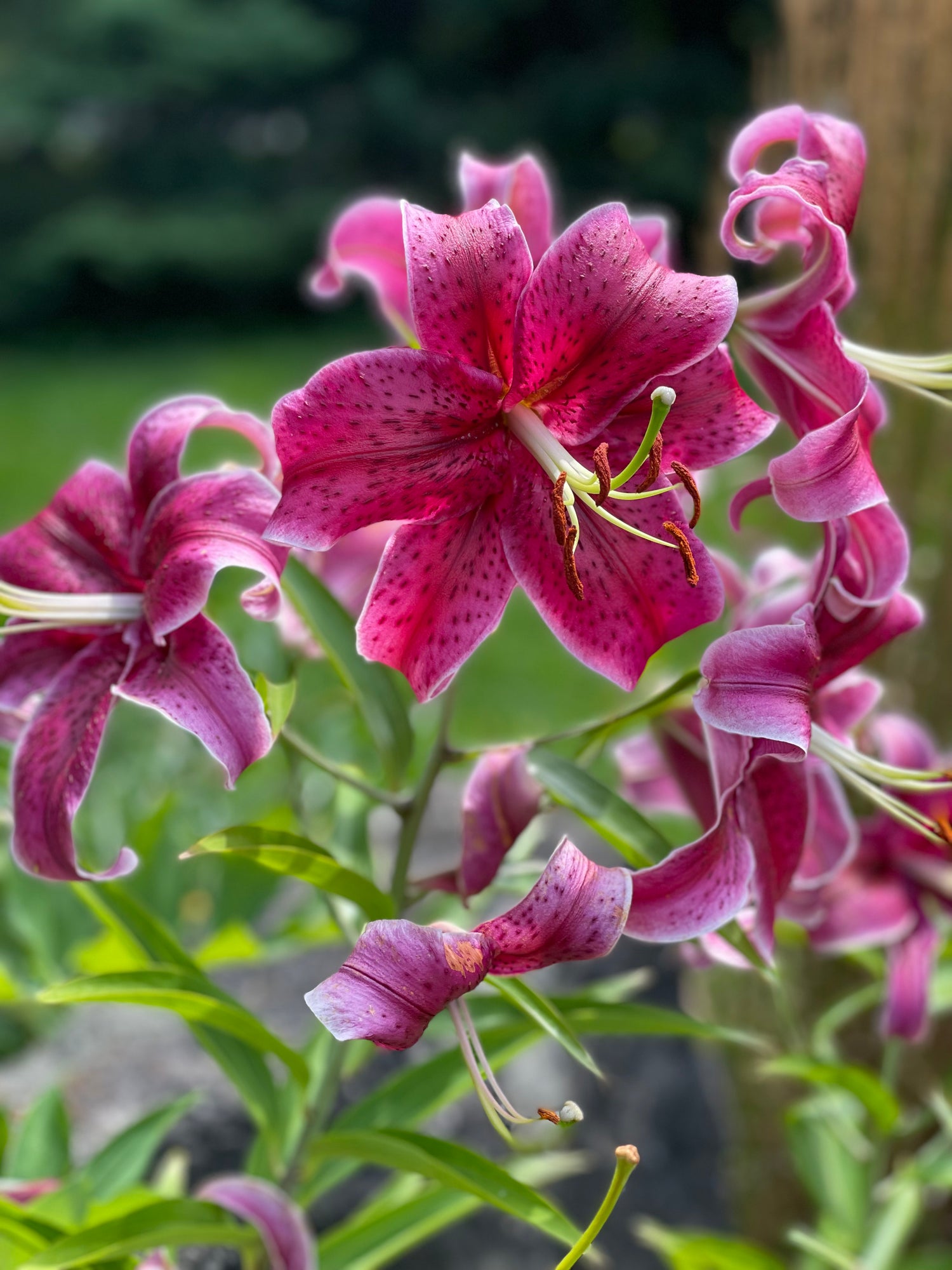 Fleurs pour plate-bandes à Gatineau