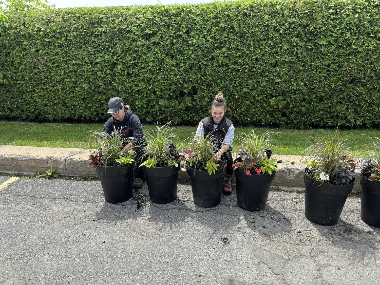 Plantation de jeunes arbres pour aménagement résidentiel — Outaouais