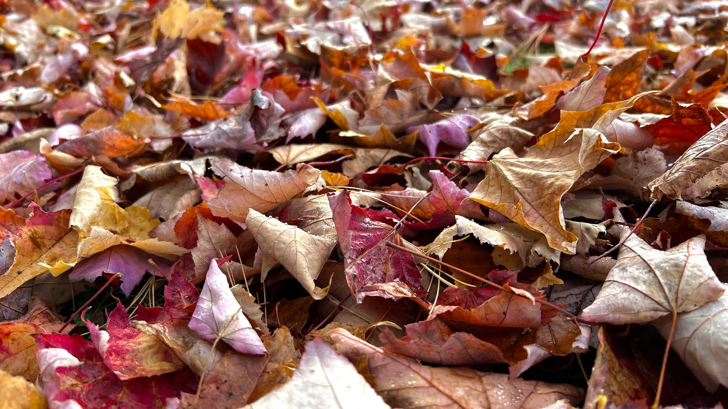 Tas de feuilles oranges et brunes ramassées sur une pelouse bien entretenue