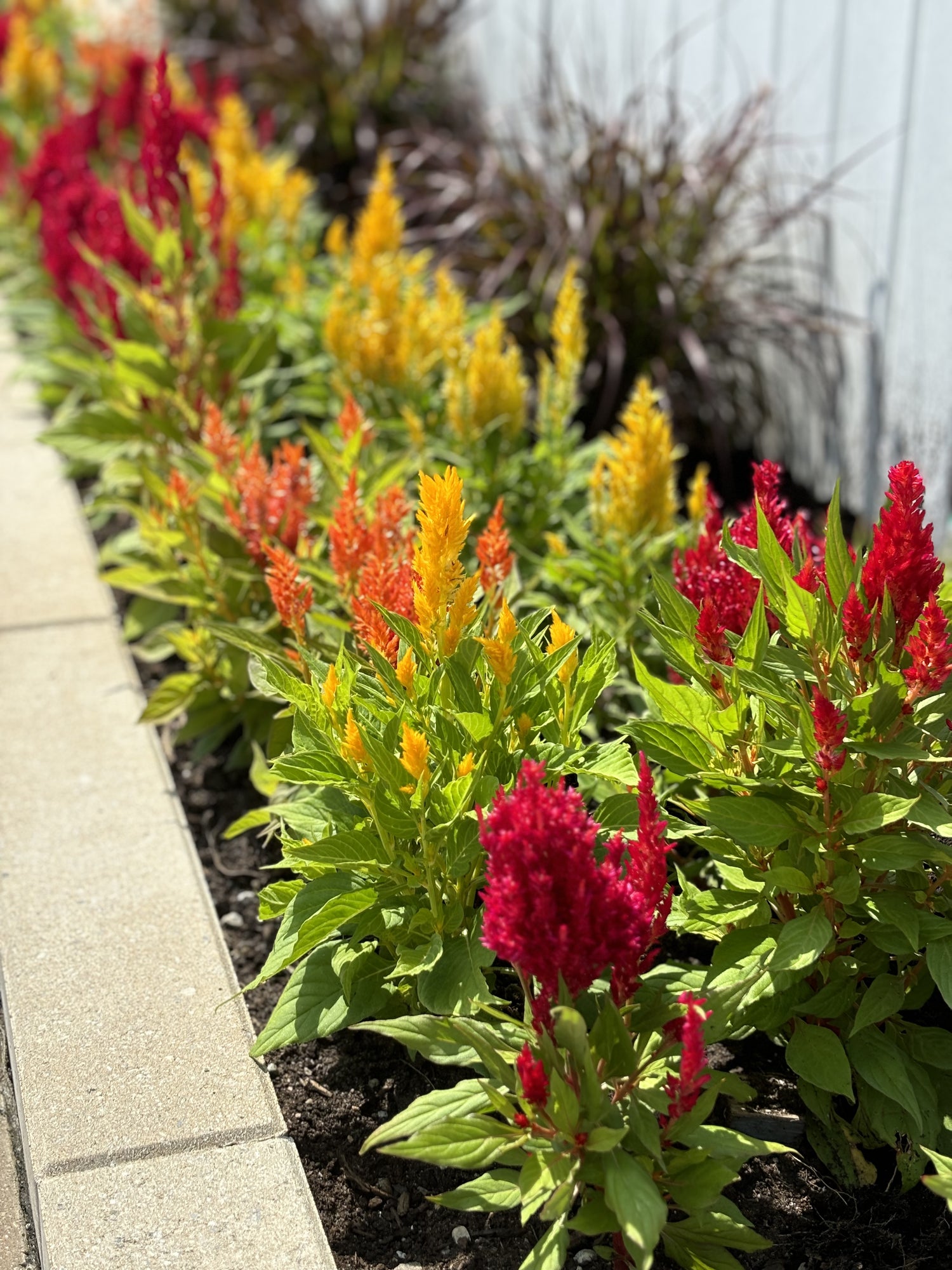 Création de massifs de fleurs pour aménagement résidentiel — Gatineau