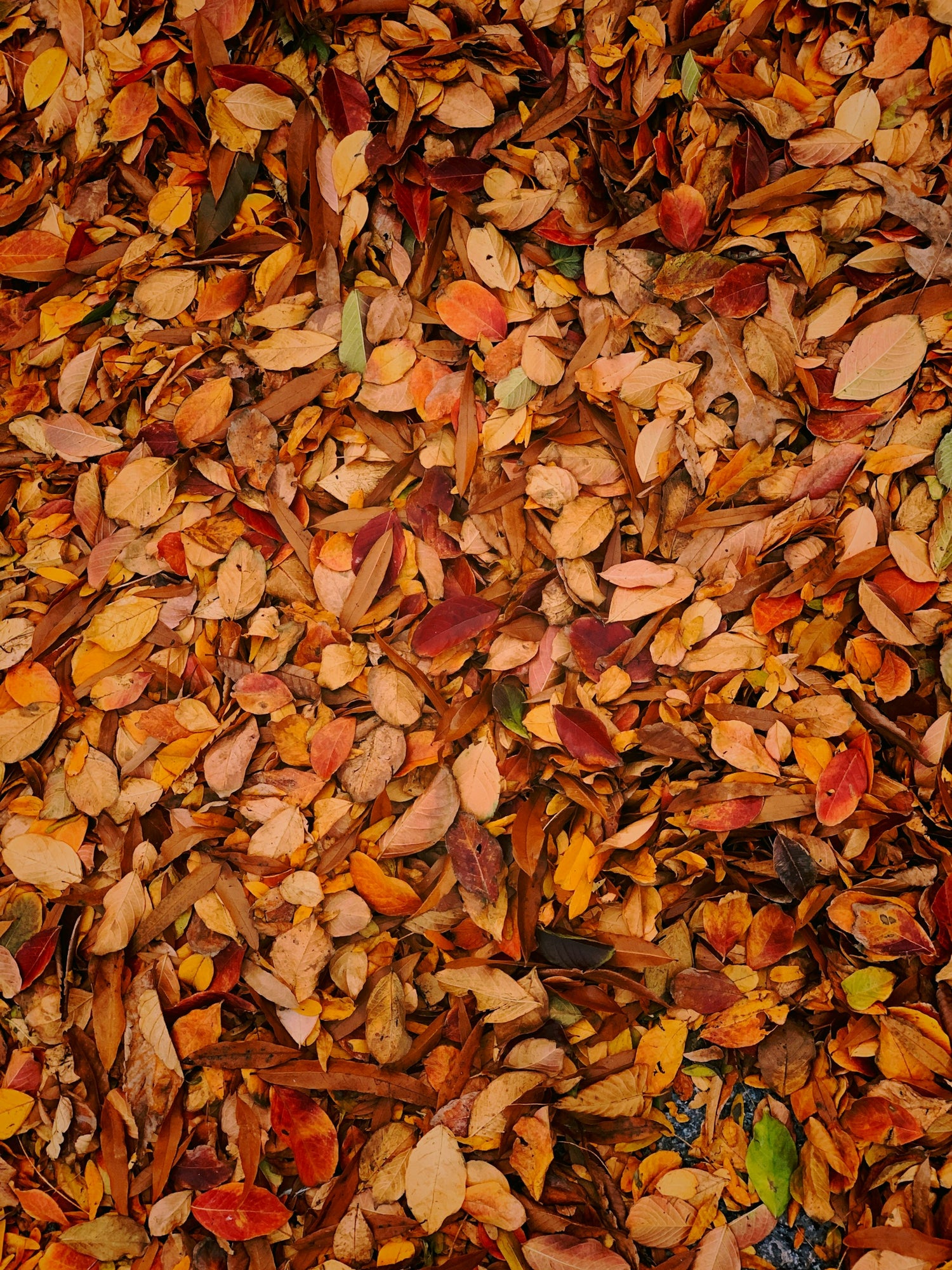 Tas de feuilles oranges et brunes ramassées sur une pelouse bien entretenue